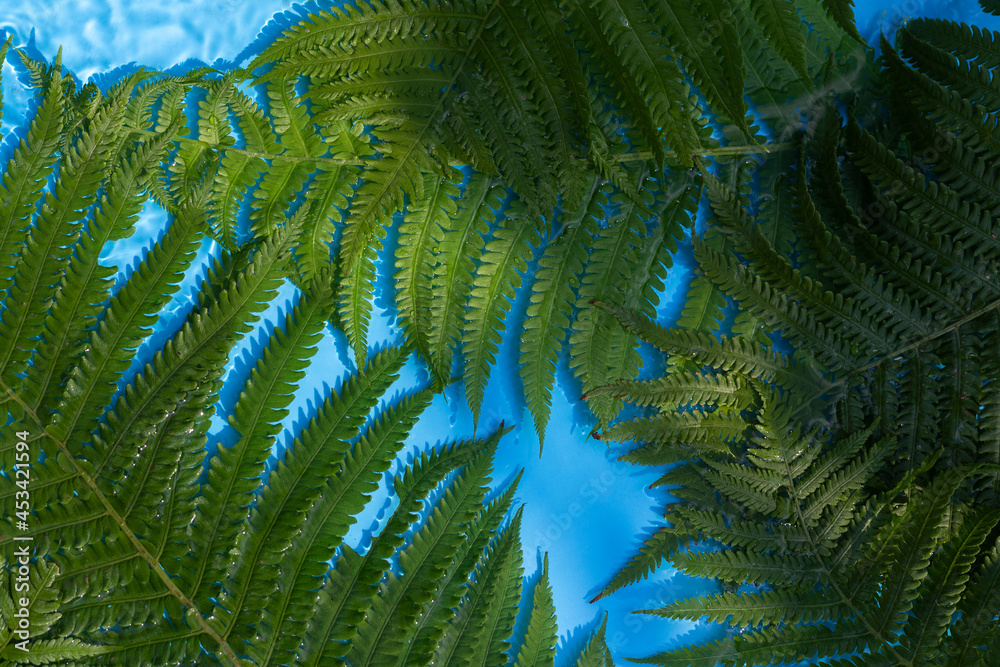 Green fern leaves on a blue water background under natural light. Top view, flat lay