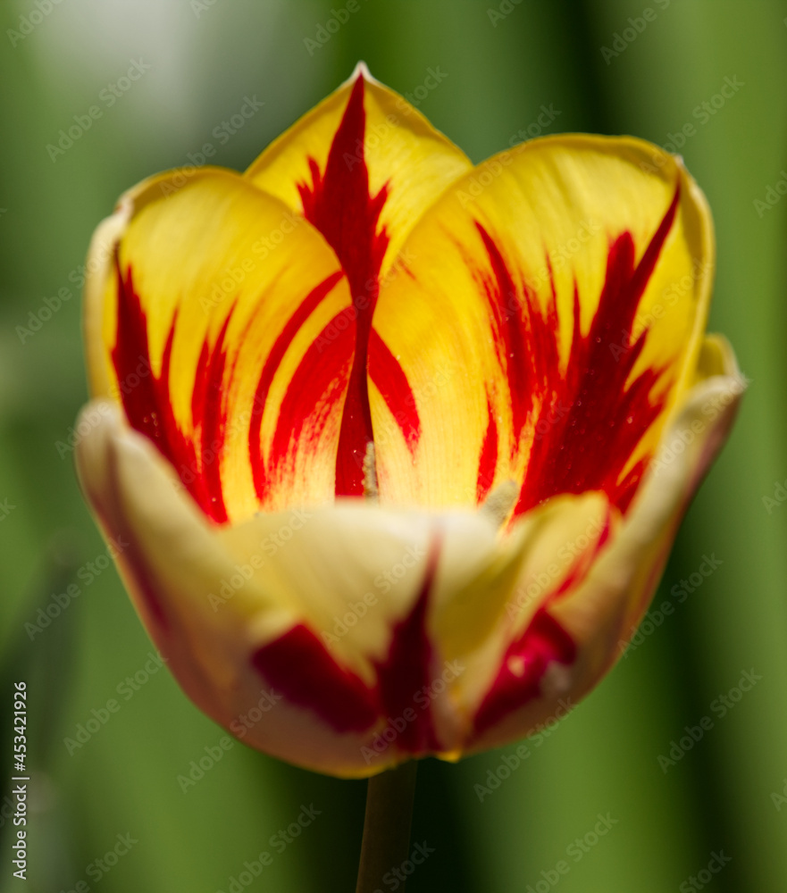 Tulpe