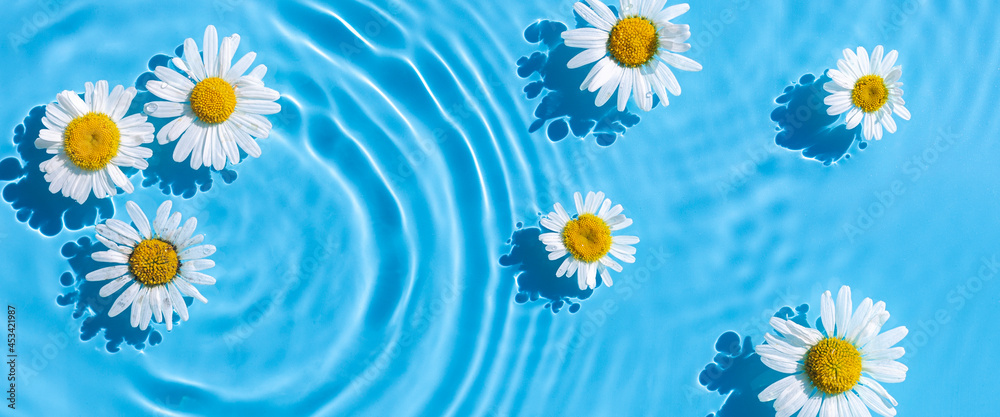 Obraz premium Chamomile flowers on a background of blue water. Top view, flat lay. Banner