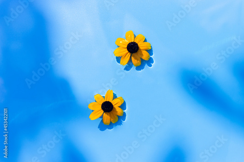 Yellow flowers on a blue water background under natural light. Top view  flat lay