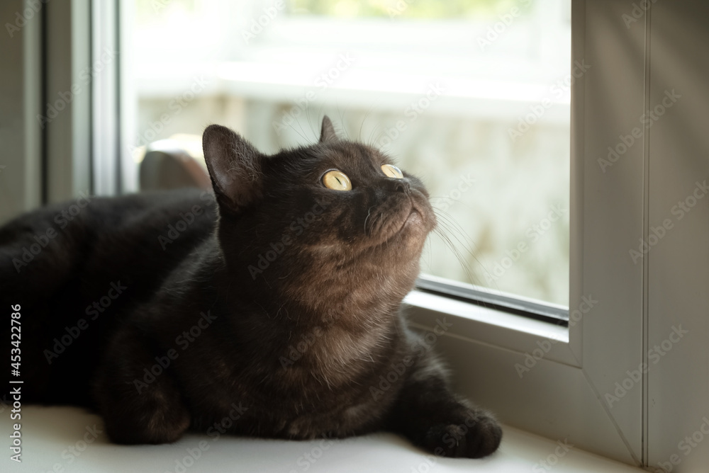 Cute cat with yellow eyes lays on windowsill ooks at the window