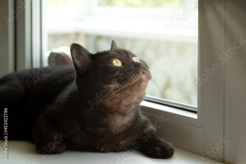 Cute cat with yellow eyes lays on windowsill ooks at the window