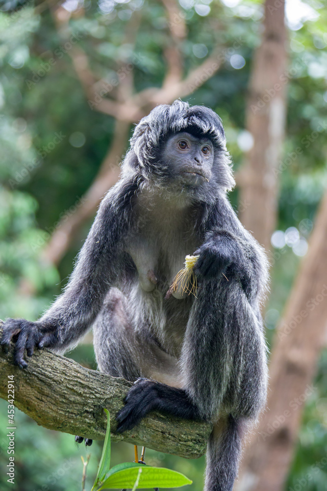 Obraz premium The Javan lutung (Trachypithecus auratus) is eating food, also known as the ebony lutung and Javan langur, is an Old World monkey from the Colobinae subfamily