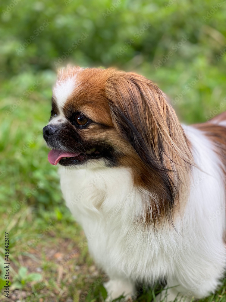 Kleiner Hund im Seitenprofil mit geöffnetem Mund und heraushängender Zunge.
Acker, Wald, Haustier, Hunde, Spaziergang, Wanderung, Pekinese, Tibet Spaniel, Shi 