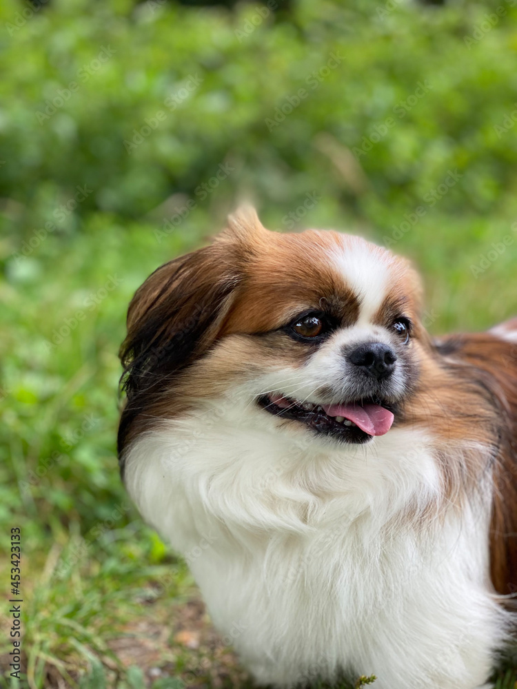 Kleiner Hund blickt seitlich an der Kamera vorbei. Dabei hat er den Mund geöffnet und die Zunge ist draußen.
Acker, Wald, Haustier, Hunde, Spaziergang, Wanderung, Pekinese, Tibet Spaniel, Shi 