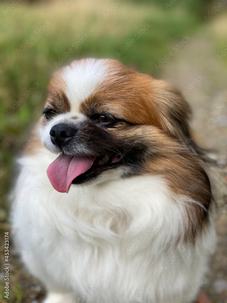 Kleiner Hund ist KO und seine Zunge hängt aus seinem offenen Mund.
Acker, Wald, Haustier, Hunde, Spaziergang, Wanderung, Pekinese, Tibet Spaniel, Shi Tzu