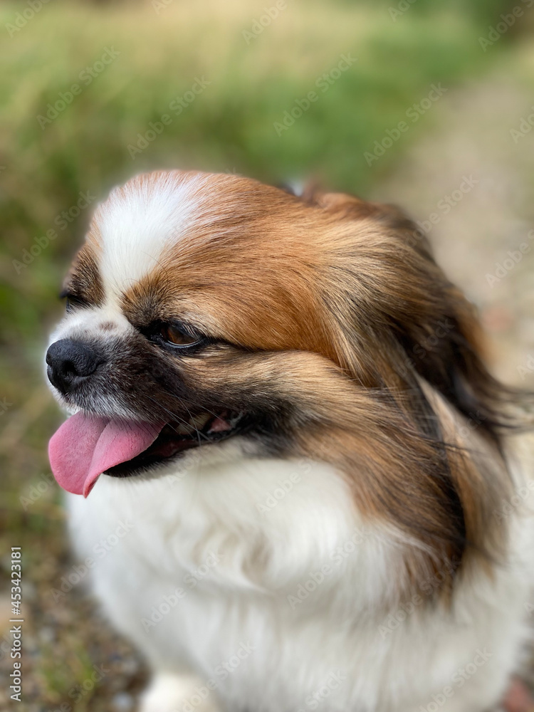 Kleiner Hund pausiert am Feldrand während eines Spaziergangs. Sein Mund ist geöffnet und seine Zunge hängt heraus.
Acker, Wald, Haustier, Hunde, Spaziergang, Wanderung, Pekinese, Tibet Spaniel, Shi T