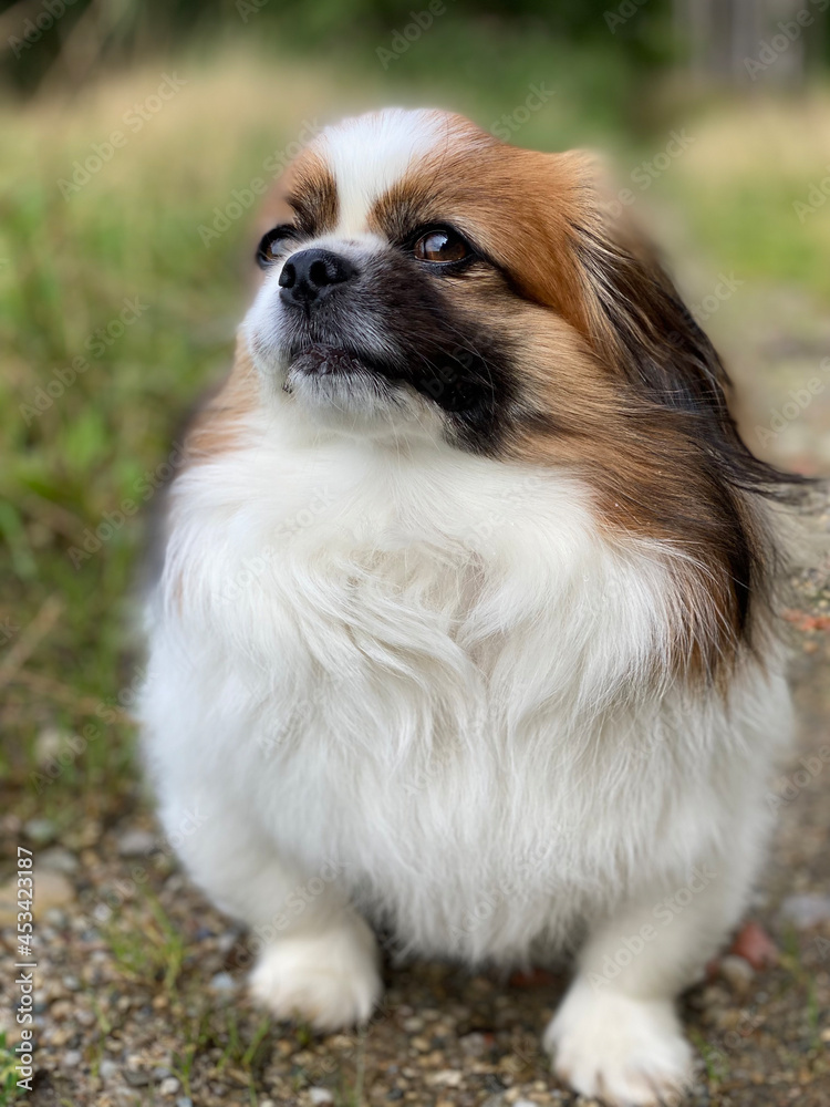 Kleiner Hund mit Blick in den Himmel, bei einer Pause während eines Spaziergangs.
Acker, Wald, Haustier, Hunde, Spaziergang, Wanderung, Pekinese, Tibet Spaniel, Shi Tzu Kleiner Hund mit Blick in den Himmel, bei einer Pause während eines Spaziergangs.
Acker, Wald, Haustier, Hunde, Spaziergang, Wanderung, Pekinese, Tibet Spaniel, Shi Tzu