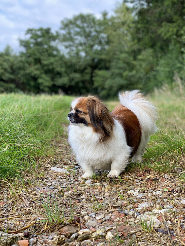 Kleiner Hund mit einem Blick nach rechts auf einen Acker am Waldrand.
Wald, Haustier, Hunde, Spaziergang, Wanderung, Pekinese, Tibet Spaniel, Shi Tzu Kleiner Hund mit einem Blick nach rechts auf einen Acker am Waldrand.
Wald, Haustier, Hunde, Spaziergang, Wanderung, Pekinese, Tibet Spaniel, Shi Tzu