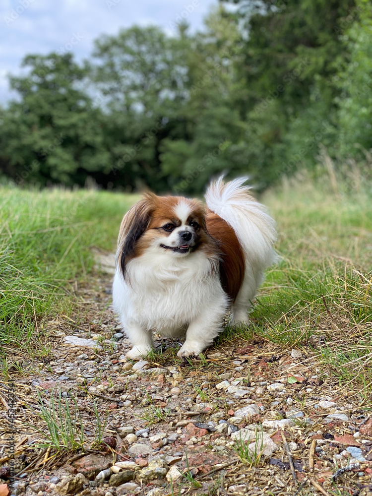 Kleiner Hund auf einem Waldweg mit seitlichem Blick an der Kamera vorbei.
Acker, Wald, Haustier, Hunde, Spaziergang, Wanderung, Pekinese, Tibet Spaniel, Shi Tzu