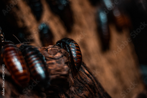 Close-up macro shot of a colony of Madagascar hissing cockroaches (Gromphadorhina portentosa). Insect life, biology and geology studies, nature photography. Blurry bokeh effect, copy space on the left photo