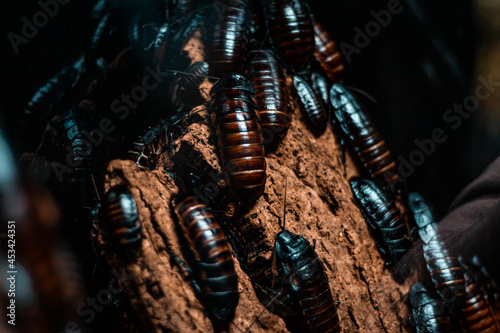 Close-up macro shot of a colony of Madagascar hissing cockroaches (Gromphadorhina portentosa). Insect life, biology and geology studies, nature photography. Blurry bokeh effect, copy space on the left © Edward R