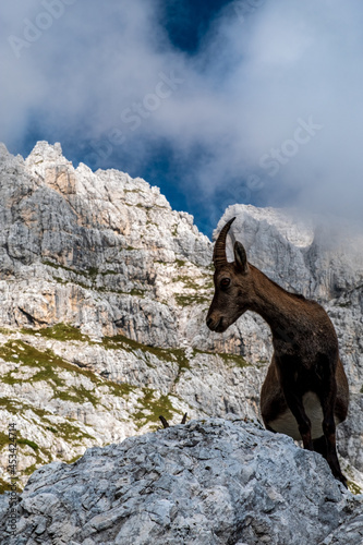 Steinbocks in the Julian alps photo