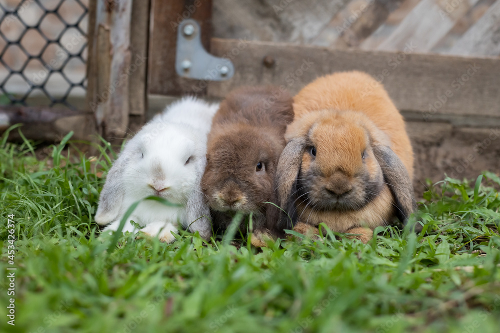 Three cute rabbits lying down and sleep together in the meadow with love. Friendship with easter bunny. Happy rabbit. Three cute rabbits lying down and sleep together in the meadow with love. Friendship with easter bunny. Happy rabbit.