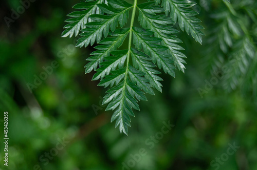 Close-up of green fern leaves, on blurred dark background