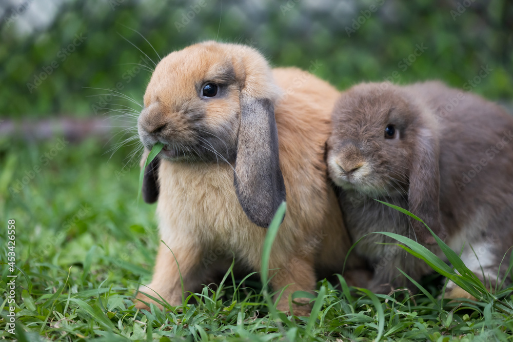 Two cute rabbits loving and playing in the meadow green grass together. Friendship with easter bunny. Happy rabbit. Two cute rabbits loving and playing in the meadow green grass together. Friendship with easter bunny. Happy rabbit.