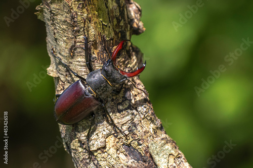 Hirschkäfer (Lucanus cervus) Männchen photo