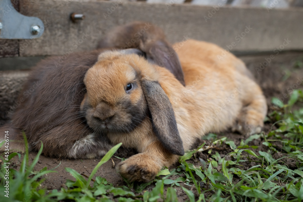 Fototapeta premium Two cute rabbits lying down and sleep together in the meadow with love. Friendship with easter bunny. Happy rabbit.