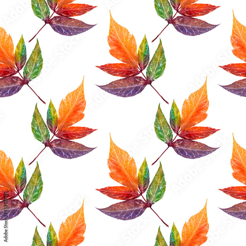 Abstract background of autumn leaves. Autumn background. Pattern with branches on white background