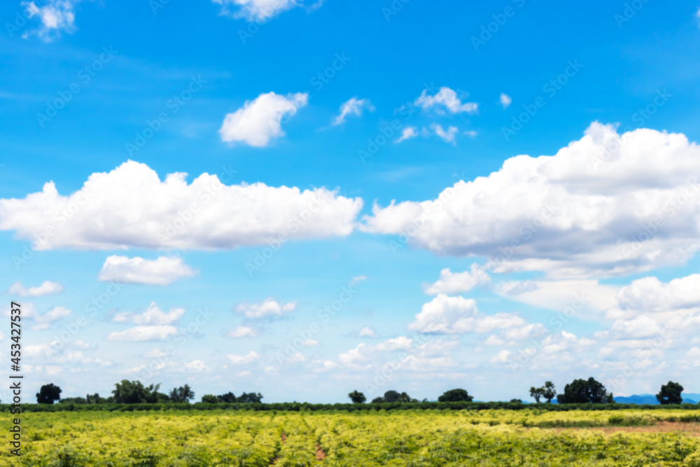blurred cassava plantation land and blue sky view for background, cassava or yucca field, tapioca farmland blurred cassava plantation land and blue sky view for background, cassava or yucca field, tapioca farmland