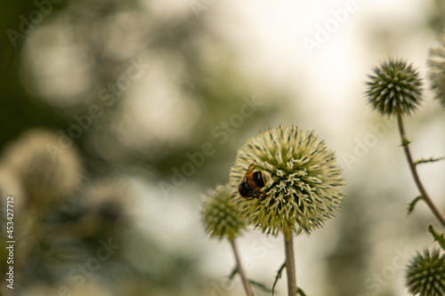 thistle flower and bee