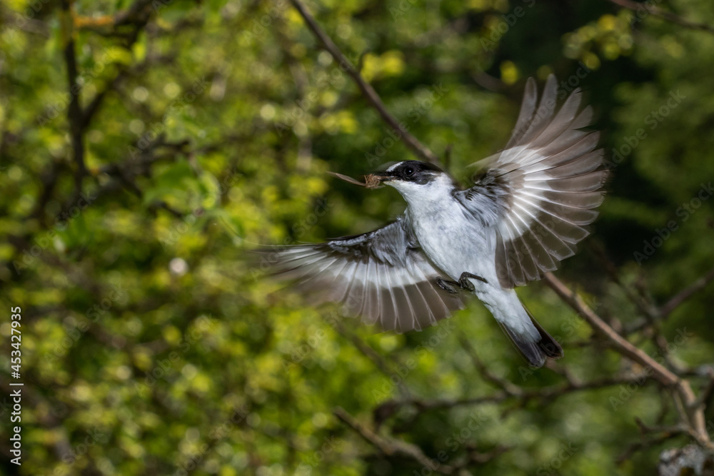 Halsbandschnäpper (Ficedula albicollis) Männchen Halsbandschnäpper (Ficedula albicollis) Männchen