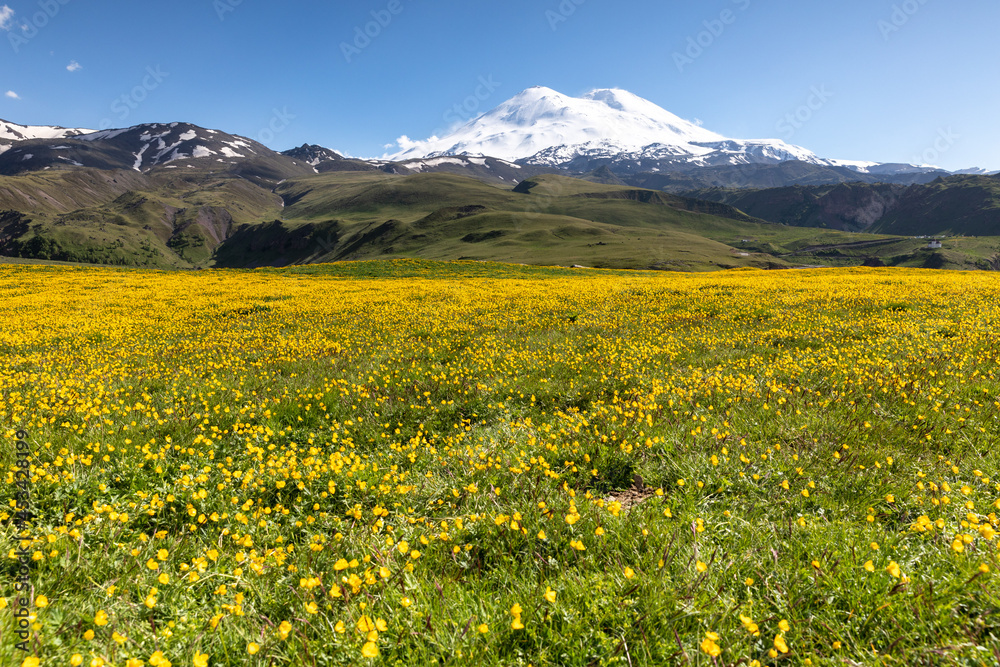 mountains landscape und meadow with yellow flowers