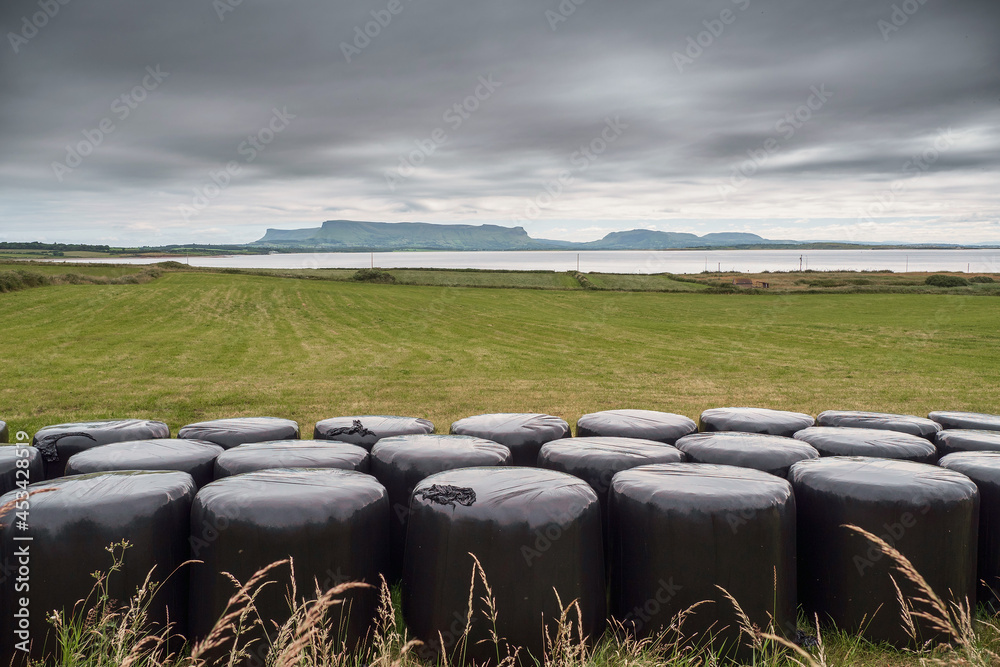 Obraz premium Row of black ball of hey in plastic in a field, Agriculture industry. Food chain production. Overcast day, muted colors. Mountains in the background. County, Sligo, Ireland