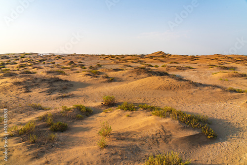 Sand dunes and sparse vegetation in the desert