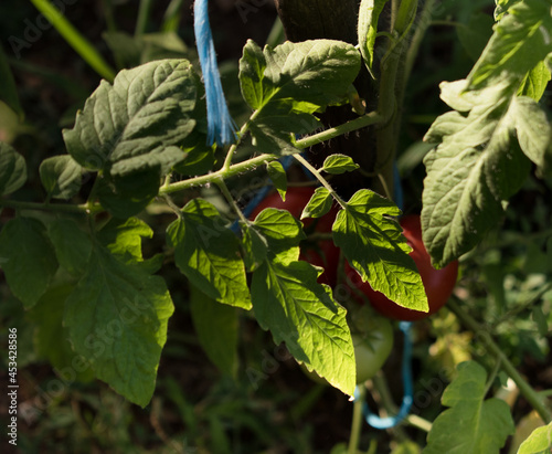 Tomatoes on the vine in various states of ripeness