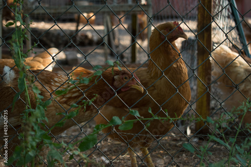 Hens in hen house. Hens in bio farm. Chicken in hen house