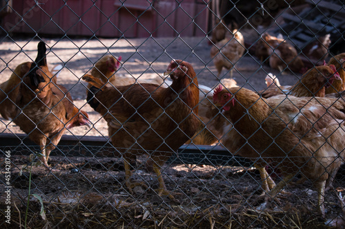 Hens in hen house. Hens in bio farm. Chicken in hen house