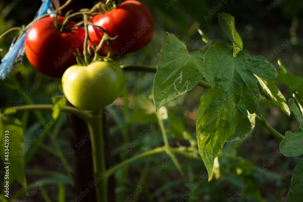 Tomatoes on the vine in various states of ripeness