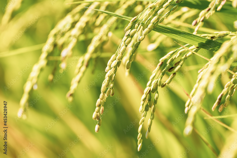Ears of Rice Plants in Autumn or Fall in Japan, Agriculture and Harvest Background, Nobody Ears of Rice Plants in Autumn or Fall in Japan, Agriculture and Harvest Background, Nobody