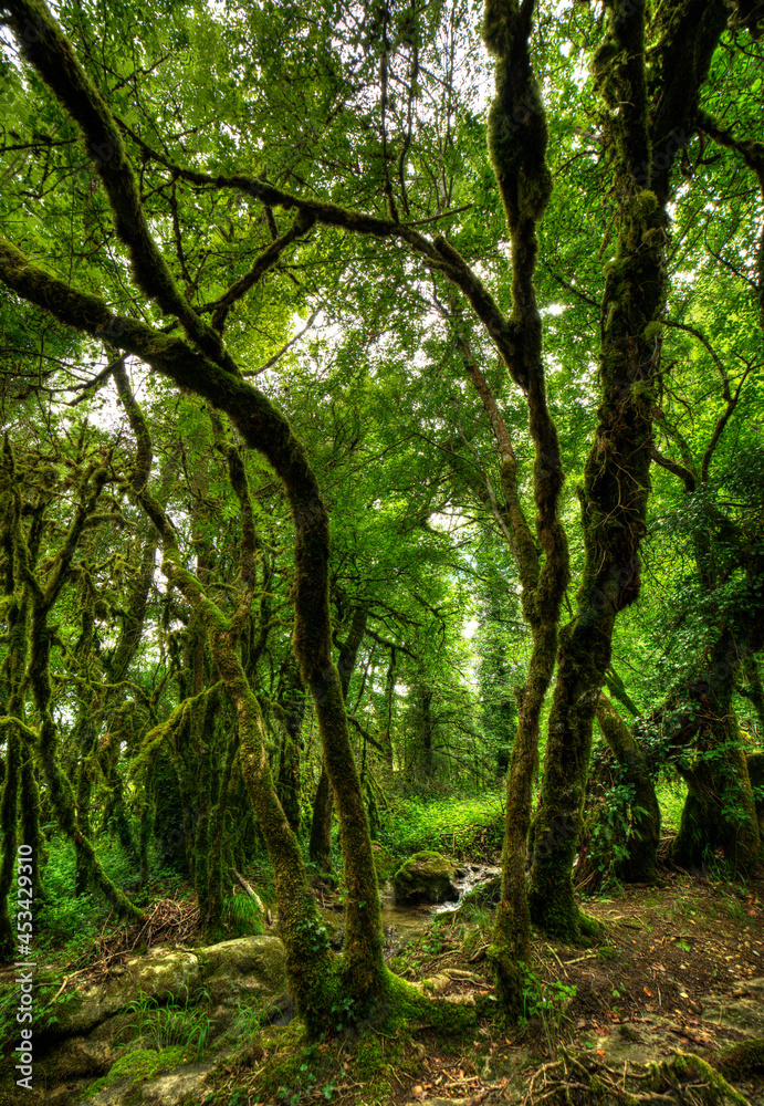 Bois moussu à Belmont-Luthézieu, Ain, France Bois moussu à Belmont-Luthézieu, Ain, France