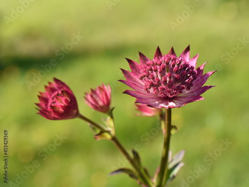 Great masterwort Astrantia major pink flower