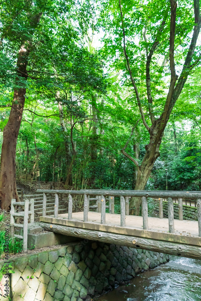 東京都　夏の等々力渓谷
