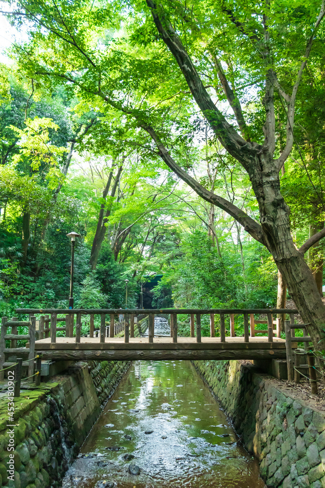 Obraz premium 東京都 夏の等々力渓谷