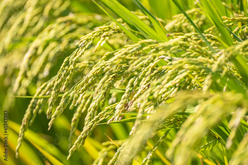 Ears of Rice Plants in A Paddy Field in Autumn or Fall in Japan, Agriculture and Harvest Background, Nobody