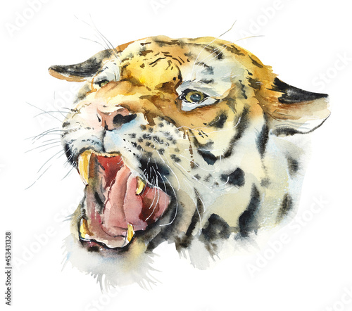Siberian Tigers. Watercolor hand drawn illustration © budogosh