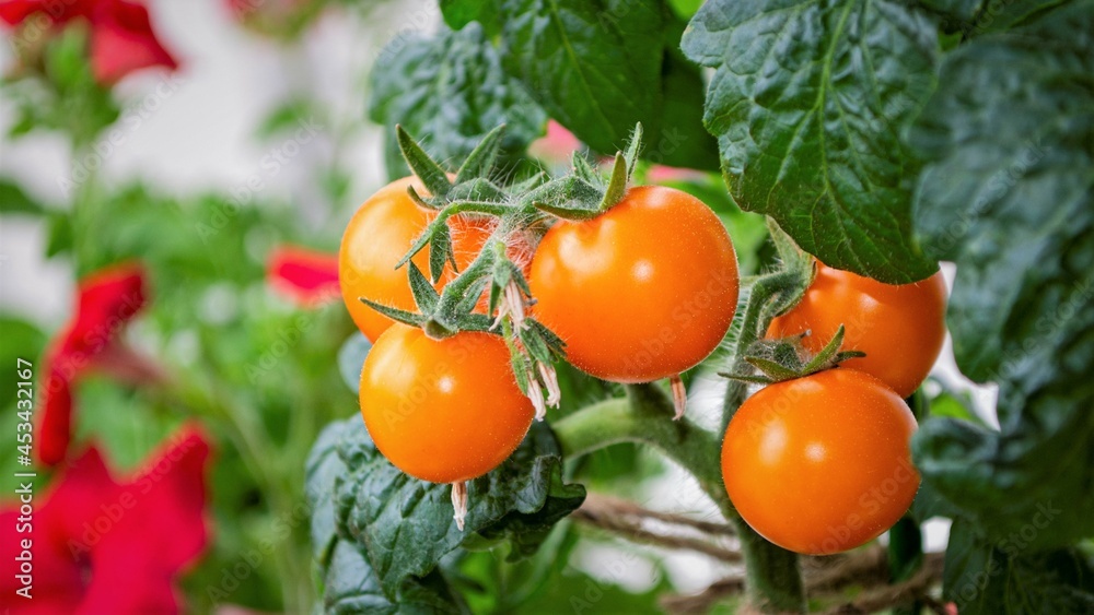 Orange cherry tomatoes in home garden