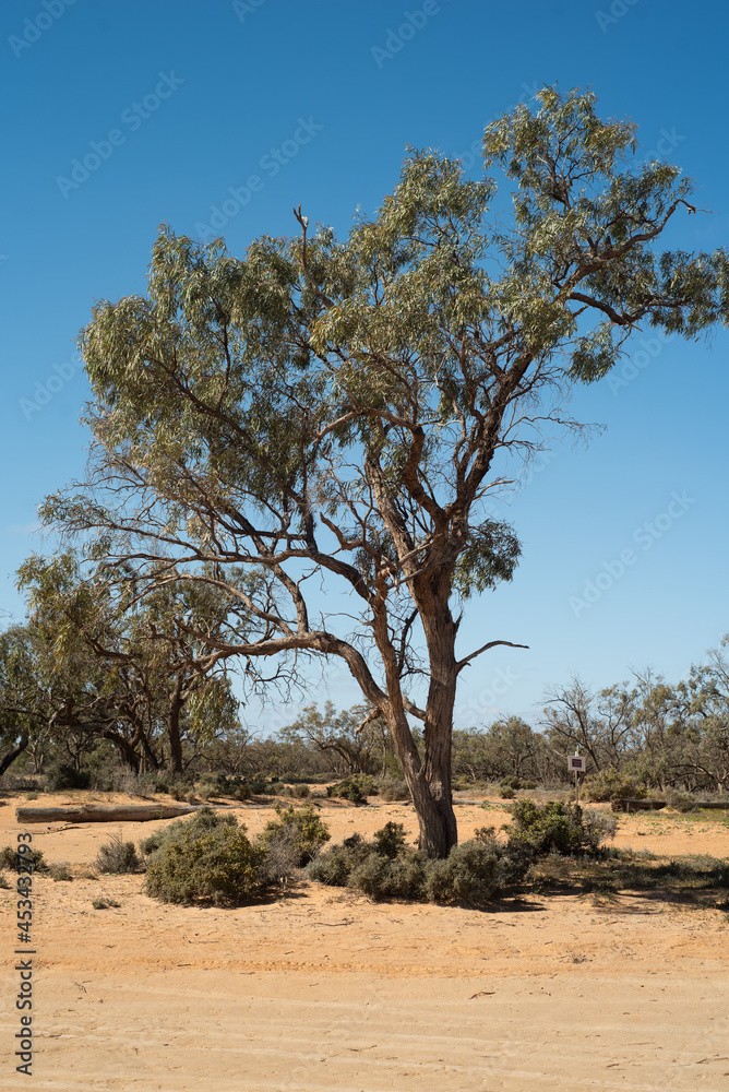 Obraz premium tree in the desert
