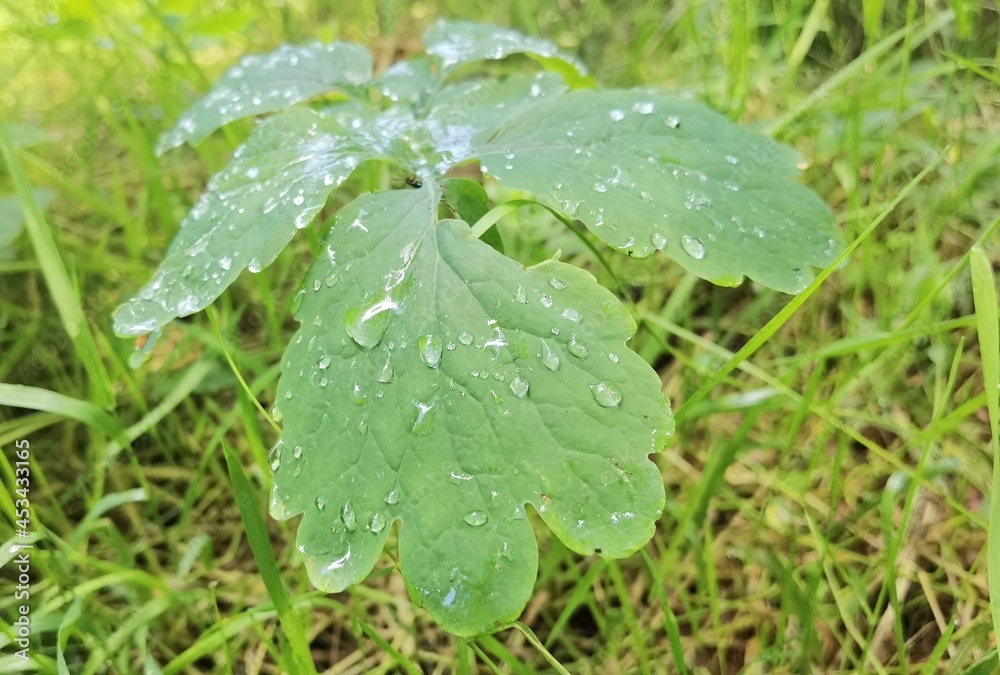 dew on the grass dew on the grass