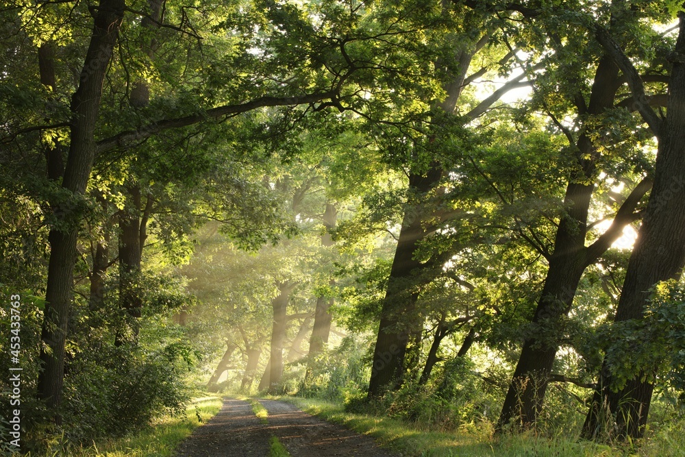 Naklejka premium Country road on the lake shore on a sunny, foggy morning