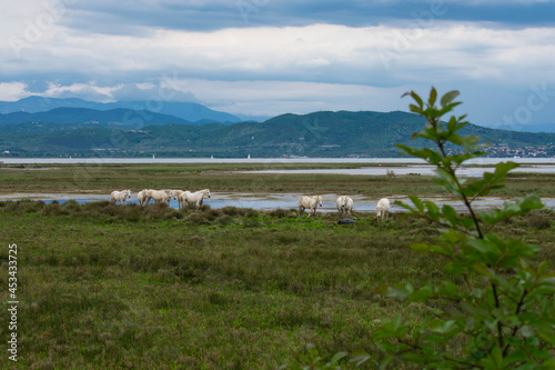 Riserva Naturale Foce dell Isonzo - Isola della Cona. Wild horses in the River Isonzo Mouth Reserve near Monfalcone  Italy.