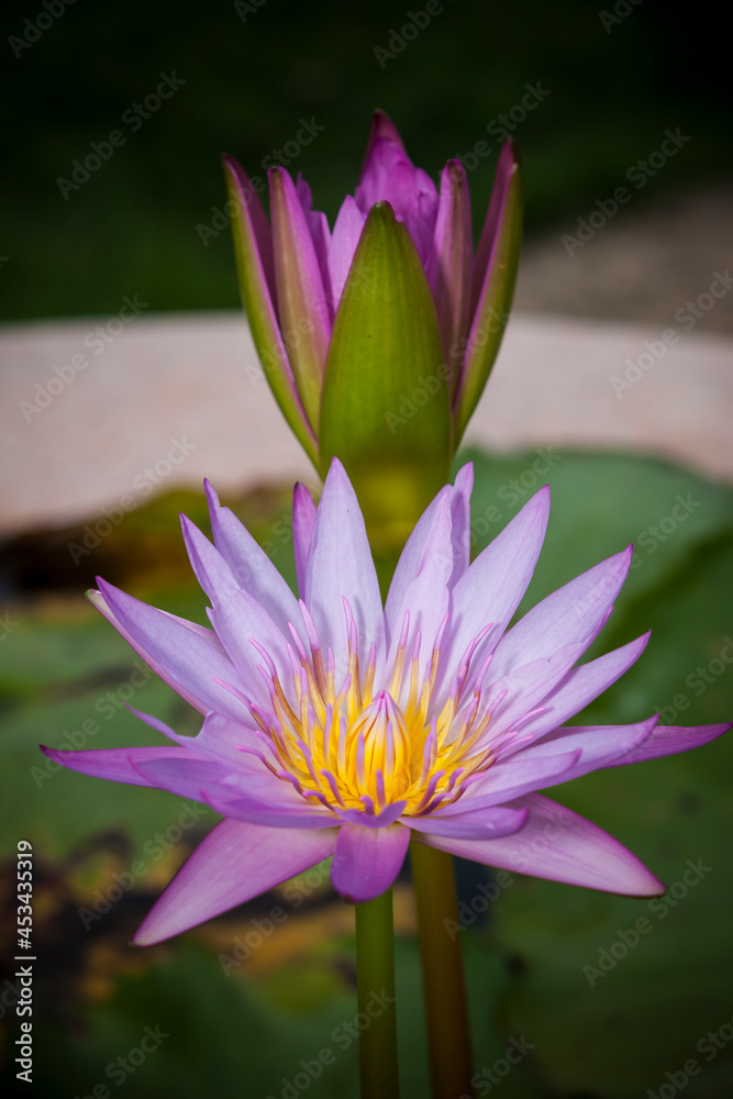 Beautiful lotus flower or waterlily. Beautiful lotus flower or waterlily.