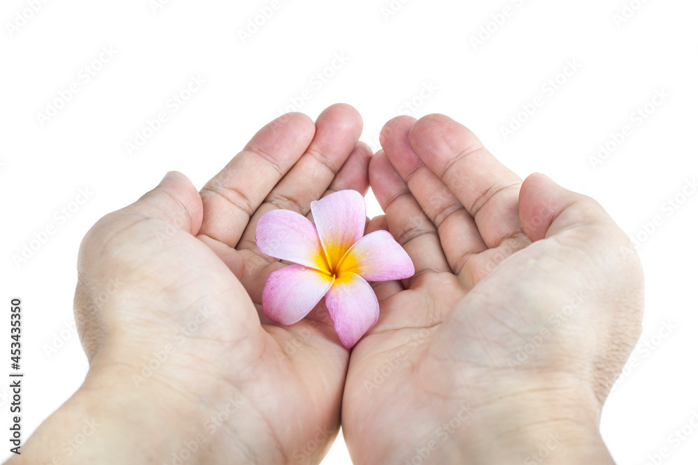 Plumeria in hand on white background. Plumeria in hand on white background.