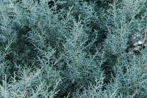 Cupressus arizonica is an evergreen coniferous plant of the Cupressaceae family. Natural texture and background. photo