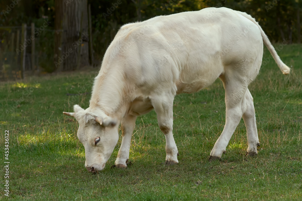 Close up of a young white bull Close up of a young white bull