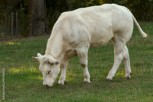 Close up of a young white bull
